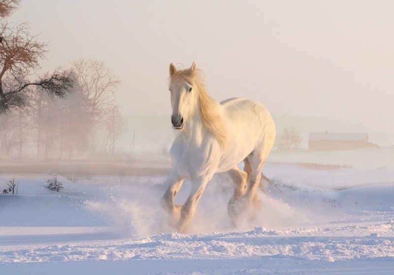 A beautiful white horse trots through a snowy meadow.