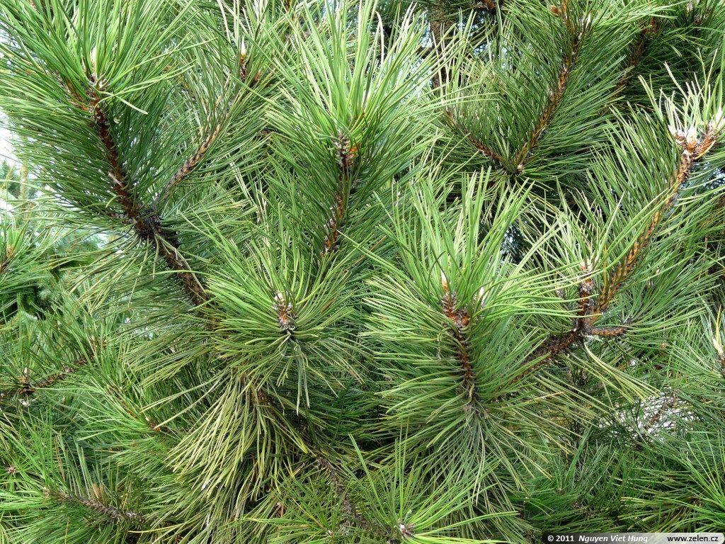 Pine as a Christmas tree.