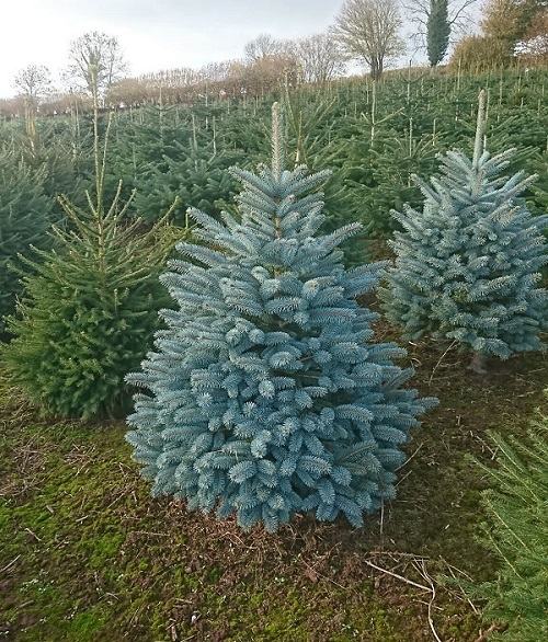 Blue spruce