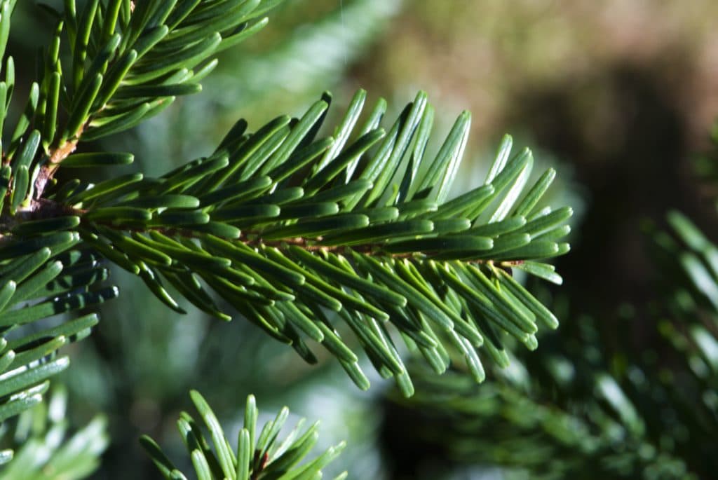 Caucasian fir as a great Christmas tree.