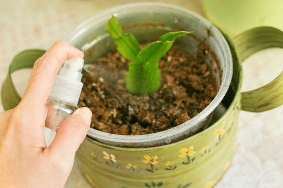 How and with what to fertilize the Christmas cactus so that it blooms.