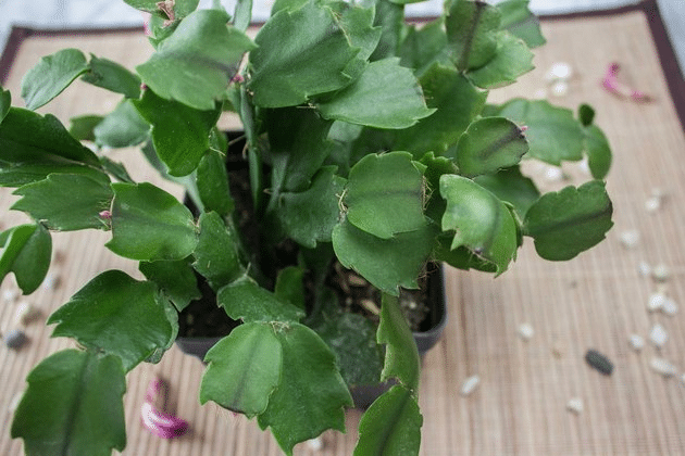 Advice on how to transplant a Christmas cactus.