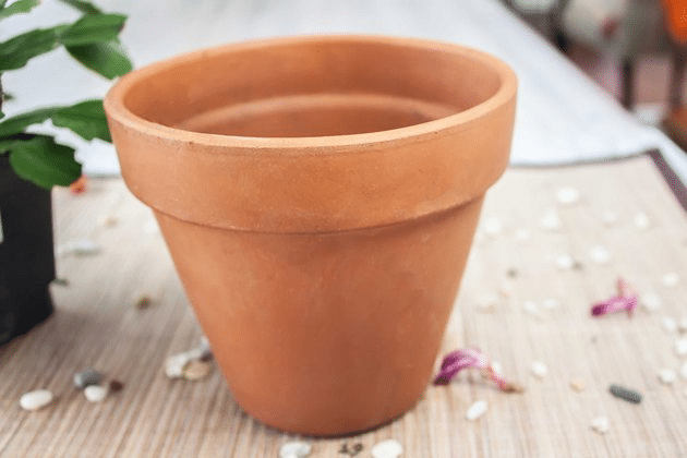 Instructions for safely transplanting a Christmas cactus.