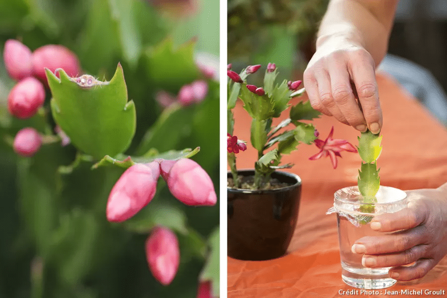 How to Propagate Christmas Cactus.