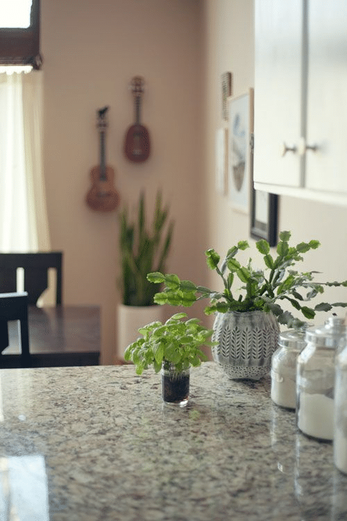 Advice on where to place the Christmas cactus at home.