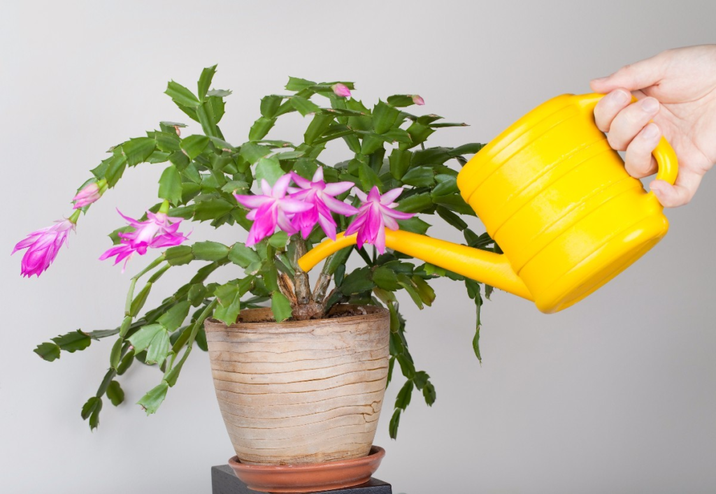 Instructions on how often to water the Christmas cactus.