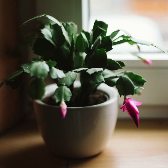 Flowered Christmas cactus - growing and care.