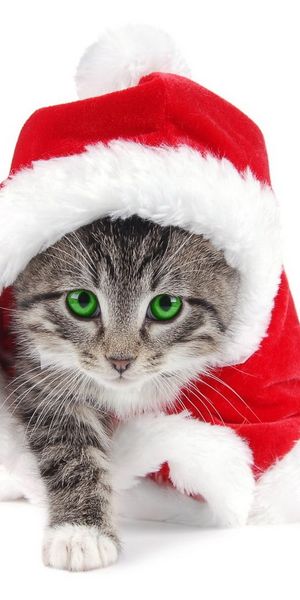 Tabby eyes in a Santa hat with unnaturally green eyes