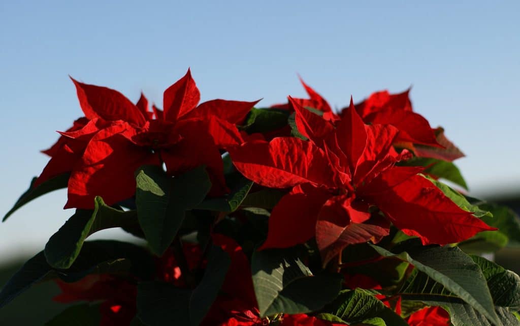 Red poinsettia as a typical holiday flower.