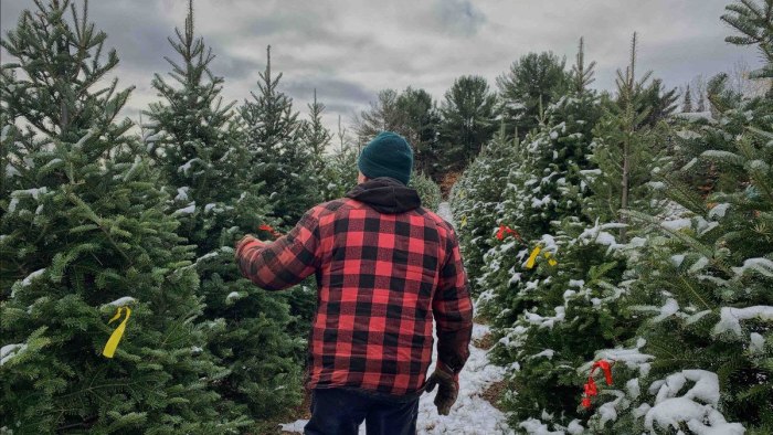 Christmas tree farm in Canada.