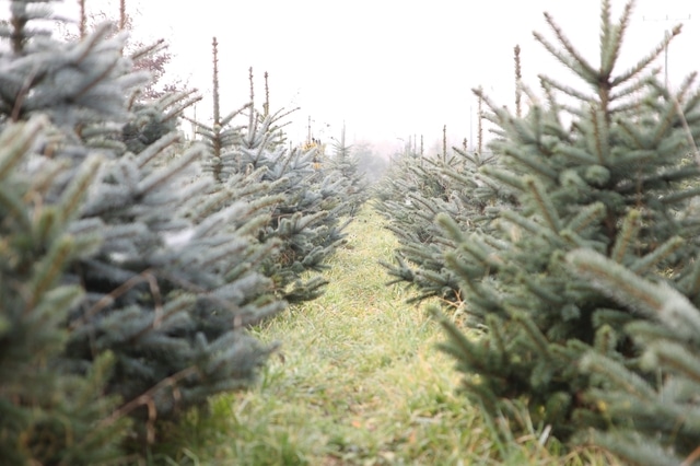 Nursery of live Christmas trees.