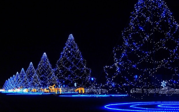 A row of purple glowing Christmas trees on a black background.