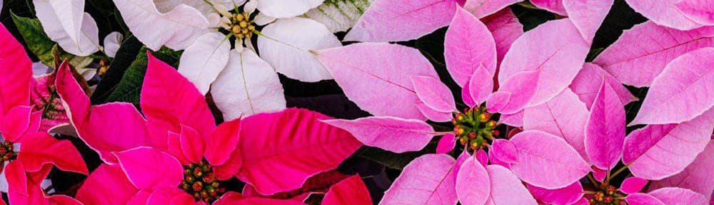 There are many types of poinsettias.