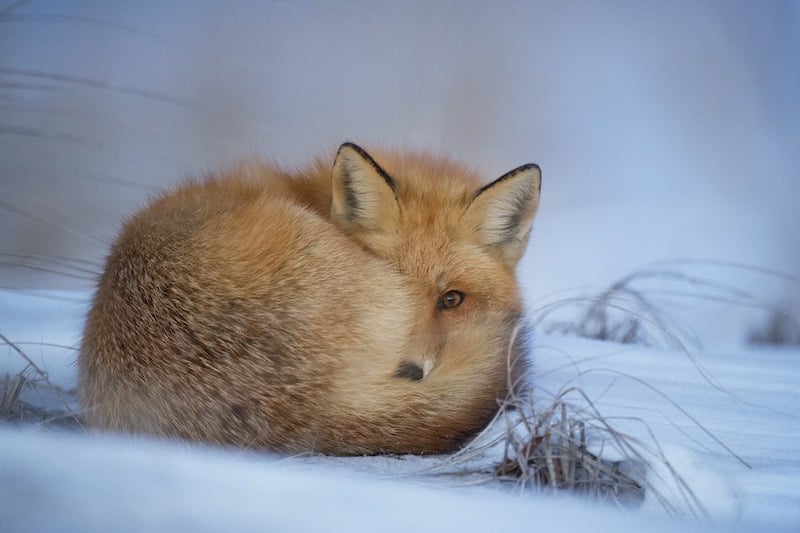 The fox is huddled in the snow, one eye is covered by its tail.