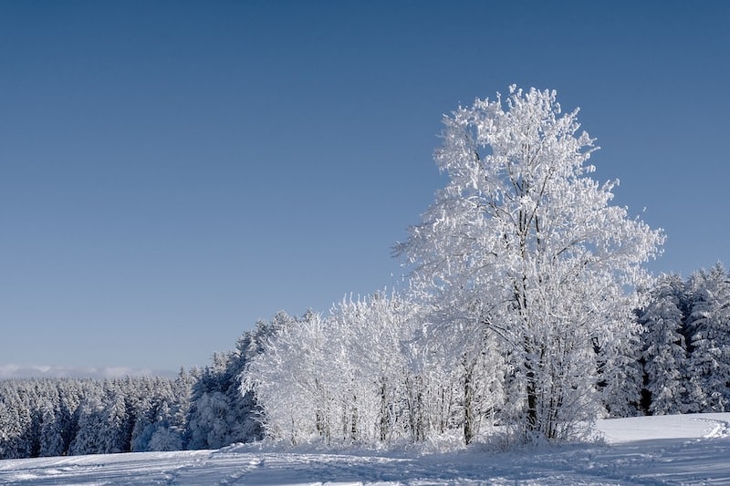 Beautifully frosted white trees on the meadow.