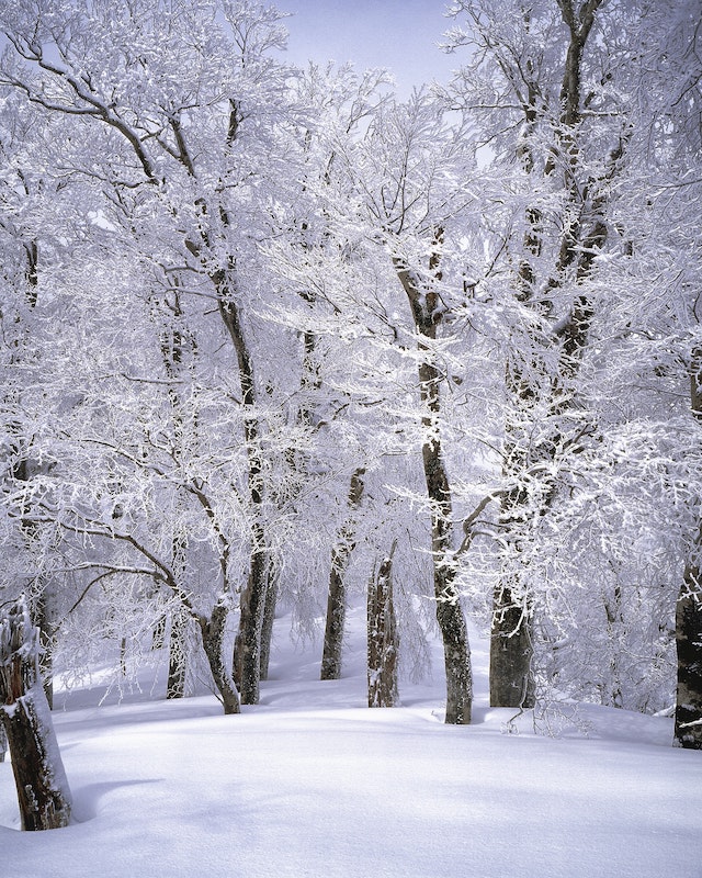 A snowy forest, like a beautiful winter wallpaper for your phone.
