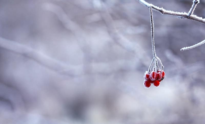 Frozen rose hips on a branch.
