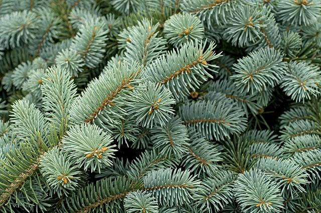 Spruce prickly like a Christmas tree.