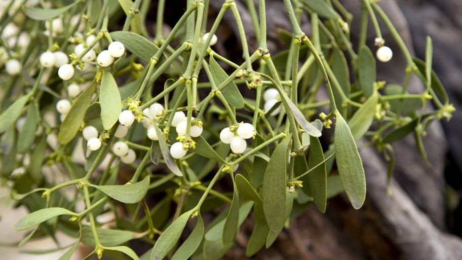 Christmas mistletoe as a typical plant for this holiday.