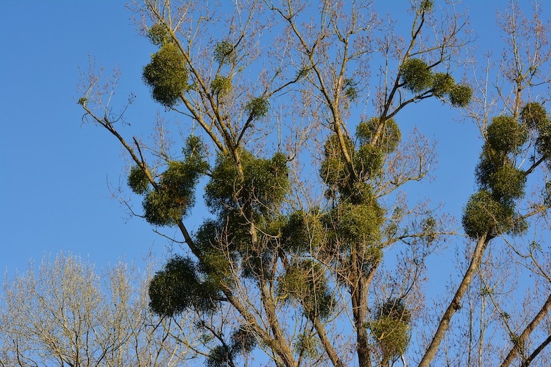 Bunches of mistletoe on mature trees.