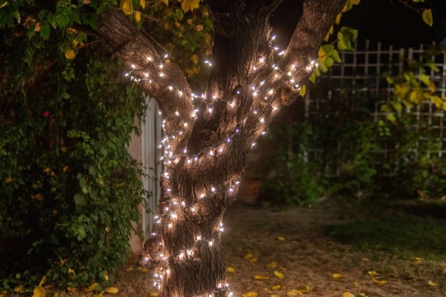 Tree trunk with lights.